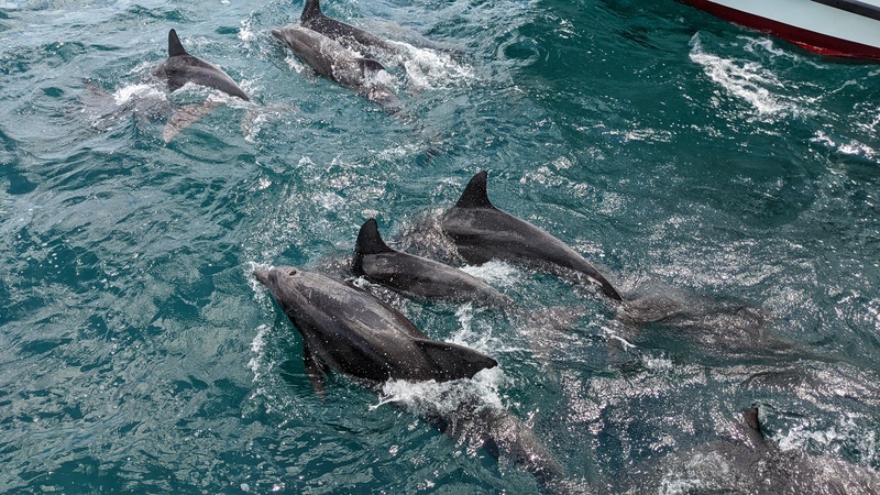 dolphins watching in Shimoshima Kyushu