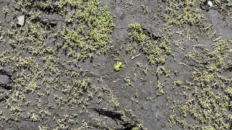 frog between the grass